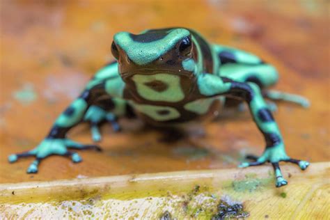 Green Poison Dart Frogs