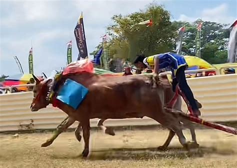 Perlombaan Karapan Sapi Piala Panglima Gelar 2 Hari Di Bangkalan Jatim1