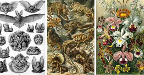 Free Open-Access Artworks and Botanical illustrations - Re-imaginary