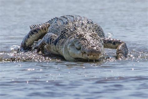 Saltwater Crocodile Habitat