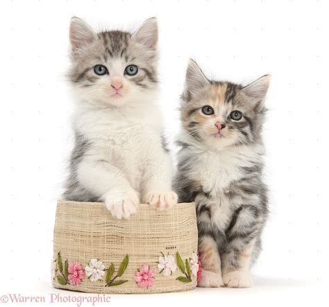 Maine Coon Cross Kittens 7 Weeks Old With A Basket Photo Wp21458