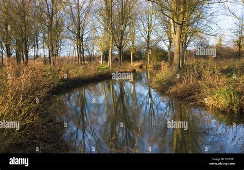 River Deben Meandering Through Salix Alba Caerulea Cricket Bat Willow