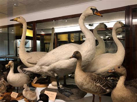 National Museum Of Ireland Natural History Dublin Holiday