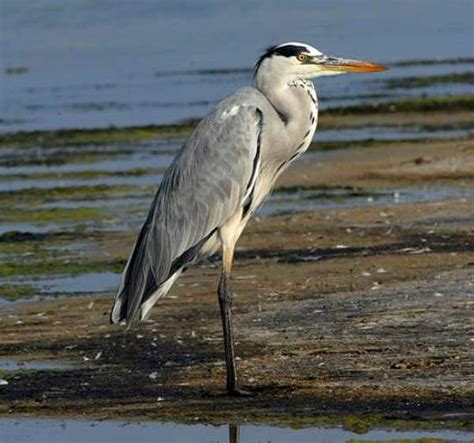 Ardea Cinerea Grey Heron Identification Guide