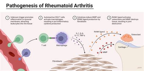 Mhc Molecule And Autoimmunity With Examples And Diagrams