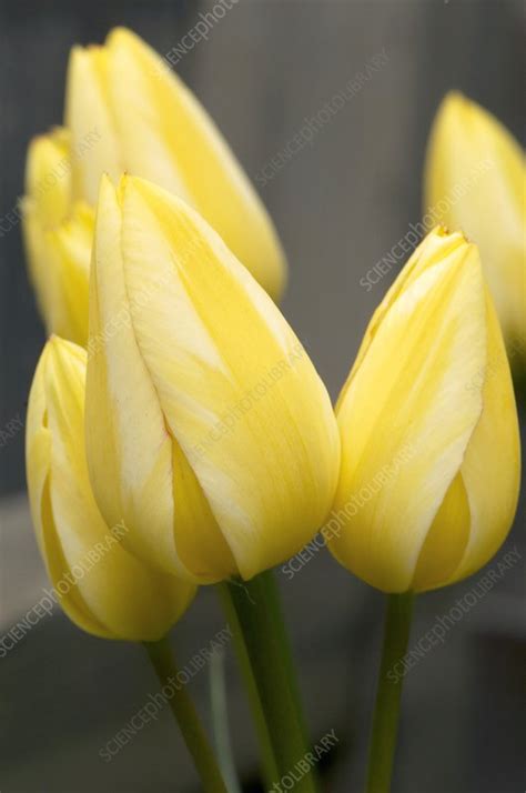 Tulipa Antoinette Flowers Stock Image C0233270 Science Photo