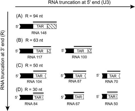 Truncated Acceptor Rnas Used In This Study Four Classes Of Rna