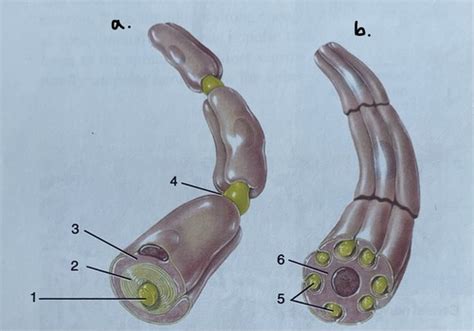 Myelinated And Unmyelinated Axons Flashcards Quizlet