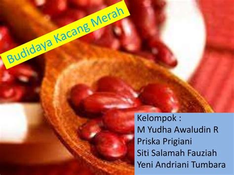 Budidaya Kacang Merah Ppt Free Download