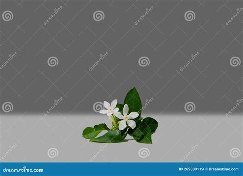 Gardenia Jasminoides Blooming In The Green Garden Backgroundwhite