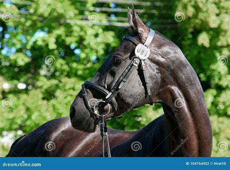 Race Horse Turn Head Portrait Stock Photo Image Of Farm Chestnut