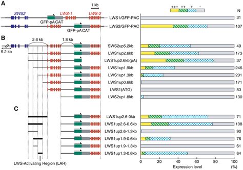 Localization Of Lar The Gfp Expression Constructs Used In The