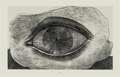 Gerelateerde Afbeelding Max Ernst Max Ernst Artwork Eye Sketch