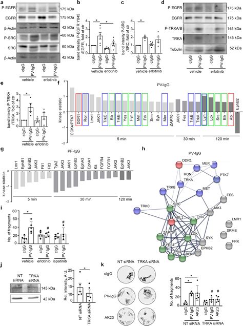 Egfr Inhibition By Erlotinib Rescues Desmosome Ultrastructure And