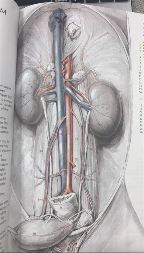 kidneys (male) Diagram | Quizlet