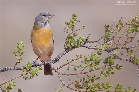 Fotografía Aves del monte de Ignacio Hernández en FotoNat org