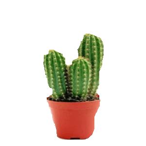 Cactus Sticker By Imoji For IOS Android GIPHY