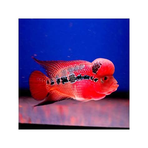 Cichlasoma Sp Flowerhorn Red Kamfa 20cm Univers Aquatique