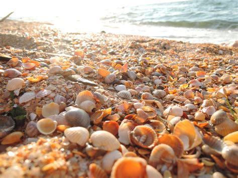 Belle Plage De Coquillage Au Coucher Du Soleil Au Bord De La Mer Image