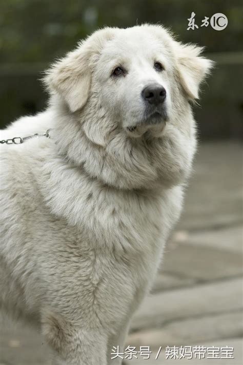 人人都爱大白熊犬，犬类高富帅，但有四条饲养规则，你必须了解 每日头条