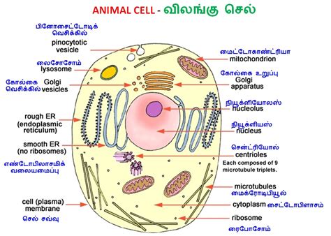 Illustrations Of Biological Sciences அறிவியல் விளக்கப்படங்கள்