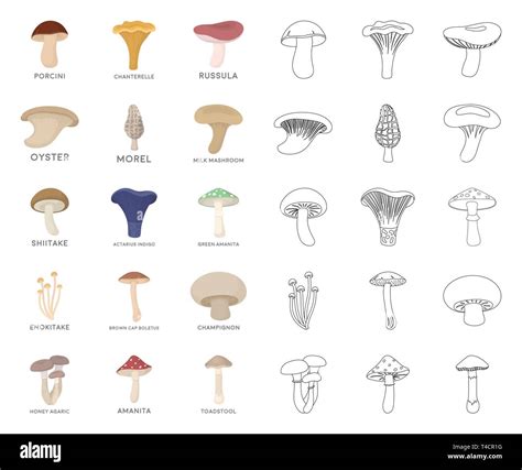 Poisonous And Edible Mushroom Cartoon Outline Icons In Set Collection