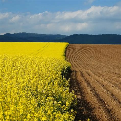 All asta terreni per giovani agricoltori in Puglia 1 712 ettari C è