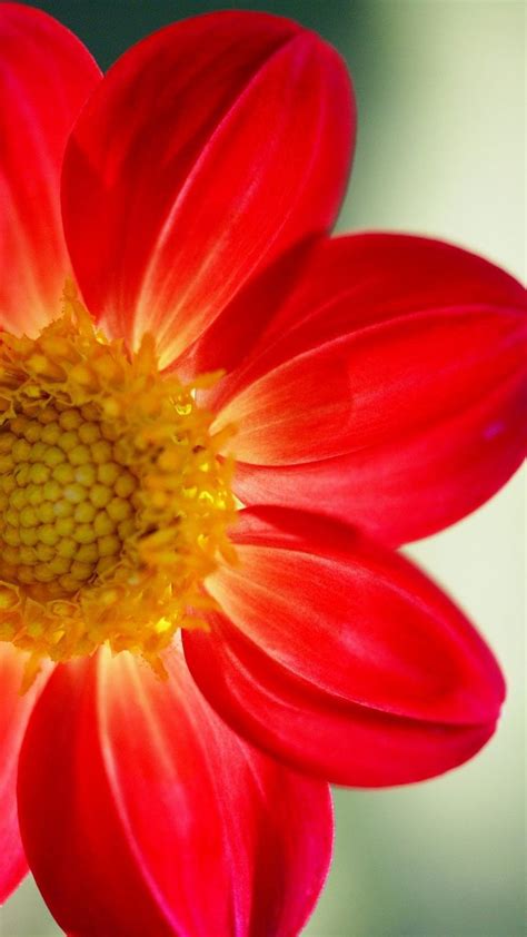 Pin De Jada Nguyen En Ideas En Flores Hermosas Flores Rosas