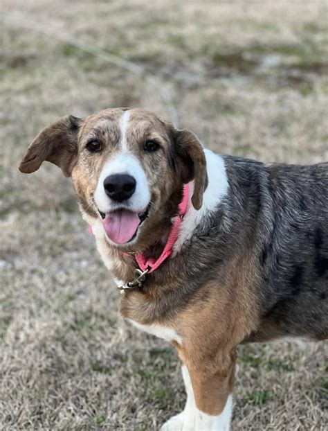 Peggy in NH! Come Meet our Adoptable Dogs Wednesday-Saturday. More info