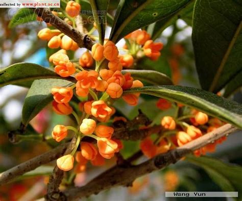 Osmanthus Fragrans Thunb Loureiro