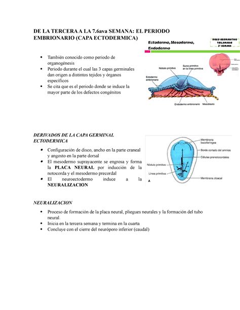 Derivados de la capa ectodérmica del disco trilaminar DE LA TERCERA A