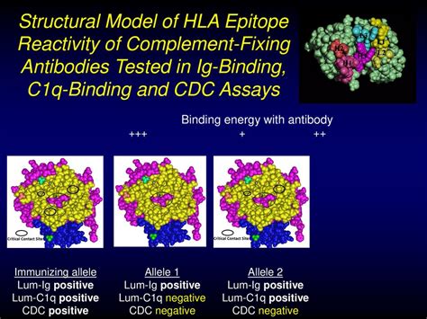 Hong Kong Workshop Lecture 6 Epitope Specificities Of Hla Antibodies