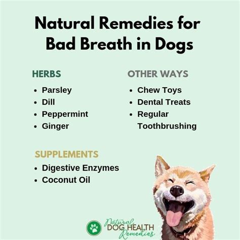 What Can I Give My Dog For Bad Breath? | Home Remedies to the Rescue