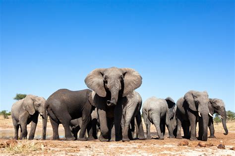 The Phuket Elephant Sanctuary In Thailand Is A Celebrity Must See