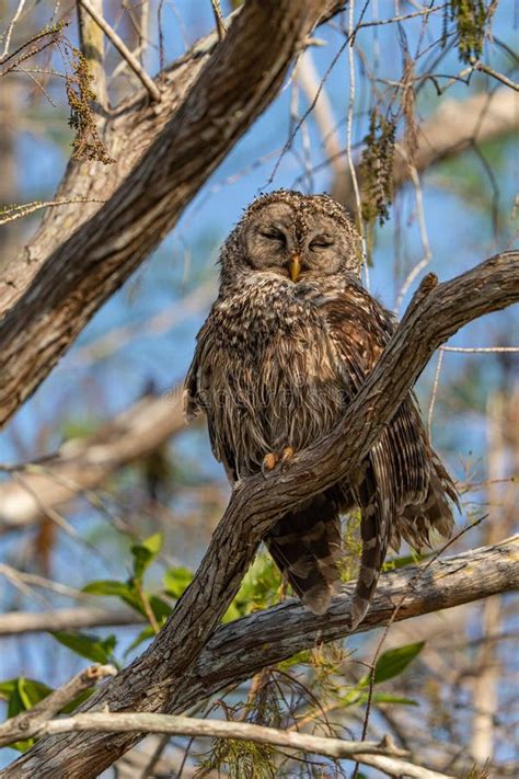 Tawny Owl Resting On The Branch Strix Aluco Stock Image Image Of