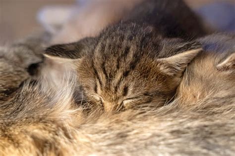 Tabby`s Kitten Sleeping on Mom`s Cat. Stock Photo - Image of domestic, kitty: 166094224