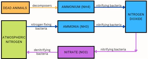 Nitrogen Cycle - Welcome to Riteach