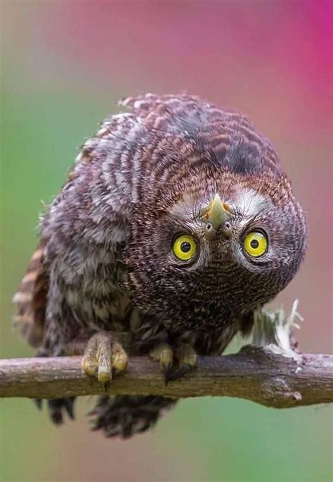 Beautiful Owl With Yellow Eyes