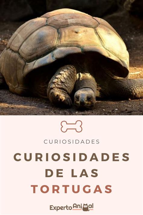 Curiosidades De Las Tortugas Datos Curiosos Que Te Sorprender N