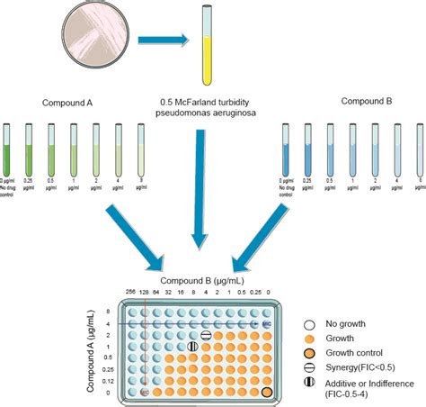 Antimicrobial Synergy Testingcheckerboard Assay Creative Diagnostics