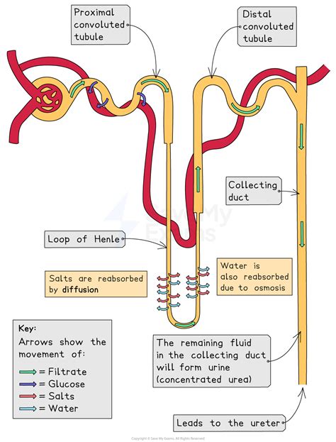 Nephron Function Igcse Biology Revision Notes