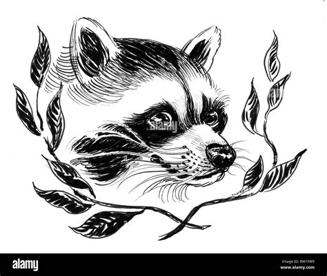 Raccoon and branches. Ink black and white drawing Stock Photo - Alamy