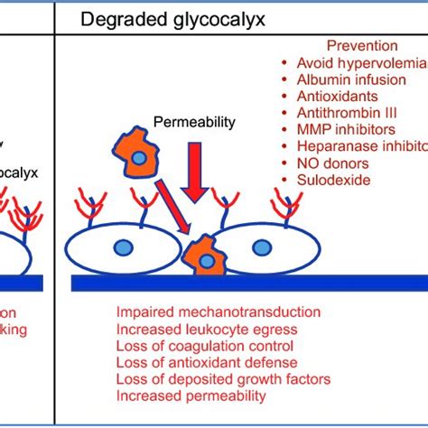 PDF Perioperative Implication Of The Endothelial Glycocalyx