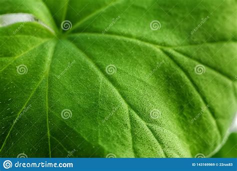 Close Up De Uma Grande Folha Verde De Uma Planta Da Casa Veias Tema