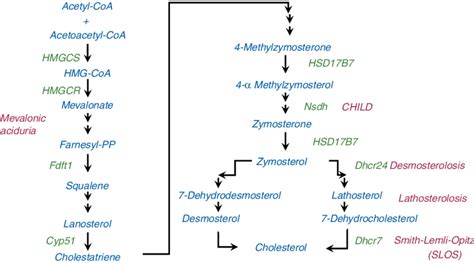 Cholesterol Synthesis