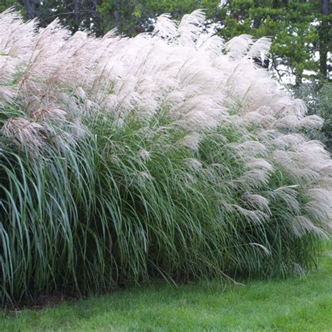 How To Divide Ornamental Grasses Finegardening