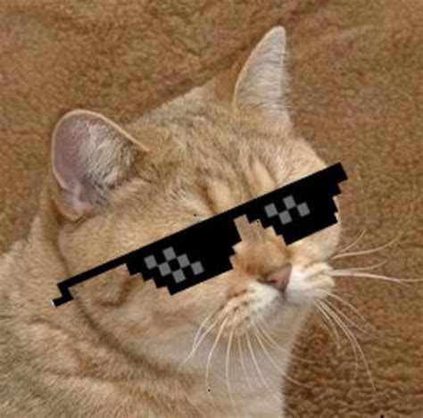 Deal with the Stare | Starecat / Grafics Cat | Know Your Meme