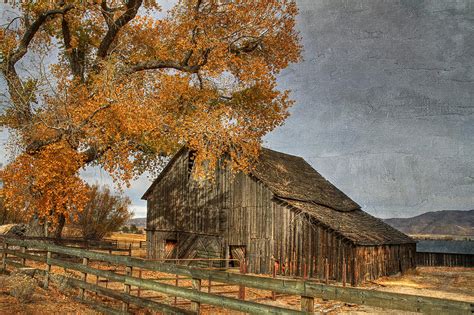 Old Friends Photograph By Donna Kennedy