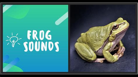 Frog Sounds For Kids Animal Sounds Youtube