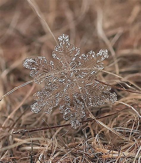 Close Up Photos of Snowflakes